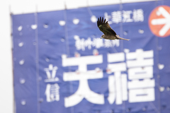 Milvus migrans formosanus