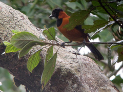 Pitohui dichrous