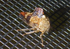 Telamona decorata