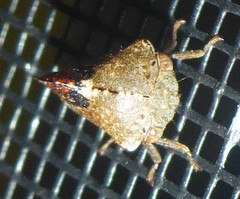 Telamona decorata