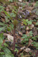 Trachystemon orientalis