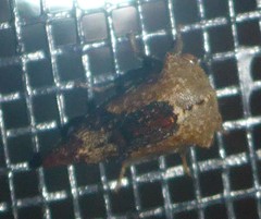 Telamona decorata