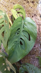 Monstera siltepecana