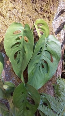 Monstera siltepecana