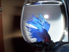 Betta splendens