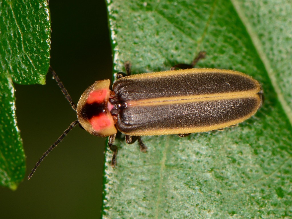 Fall Southwest Firefly