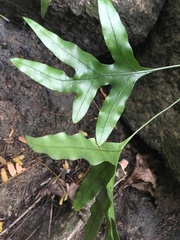 Microsorum scolopendria