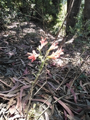 Alstroemeria ligtu