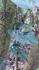 Monstera siltepecana