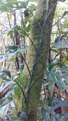 Monstera siltepecana