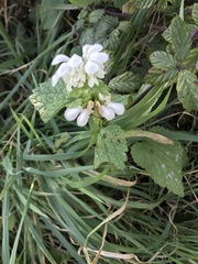 Lamium album
