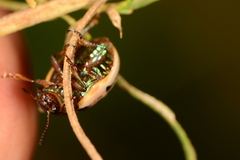 Leptinotarsa lineolata