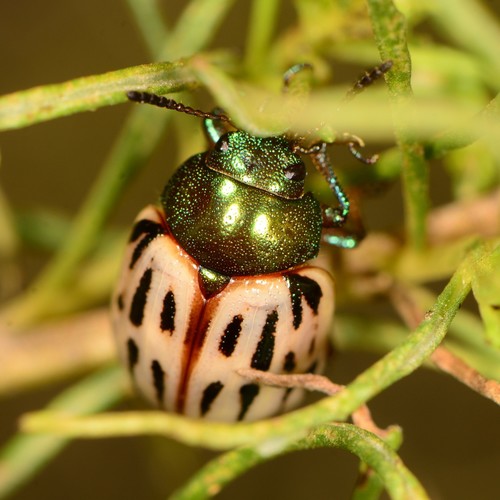 Burrobrush Leaf Beetle