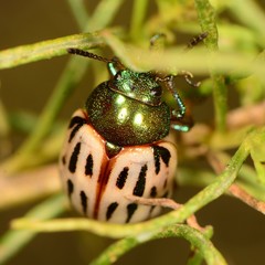 Leptinotarsa lineolata
