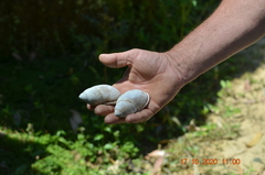 Megalobulimus haemastomus