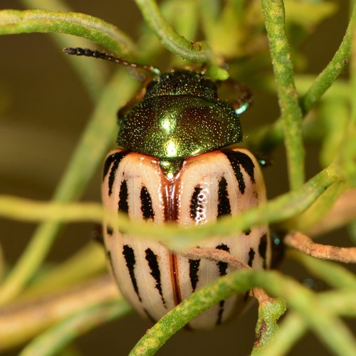 Burrobrush Leaf Beetle