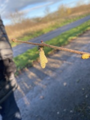 Corylus avellana