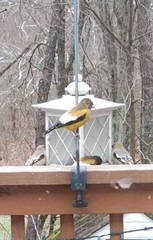 Coccothraustes