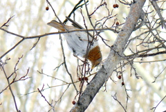 Turdus ruficollis