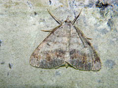 Macaria loricaria