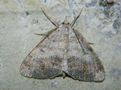 Macaria loricaria