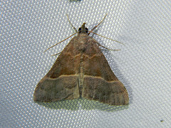 Hypena eductalis
