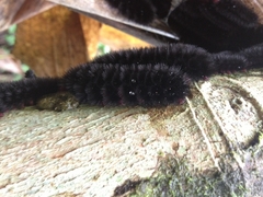 Lepidoptera