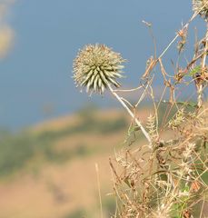 Echinops sahyadricus