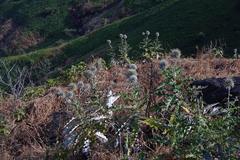 Echinops sahyadricus