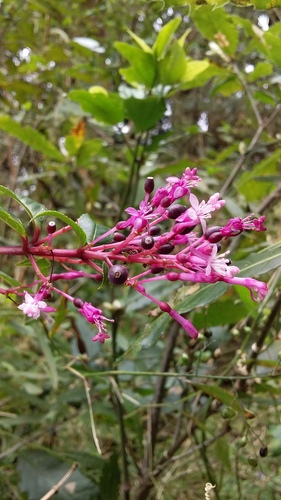 shrubby fuchsia