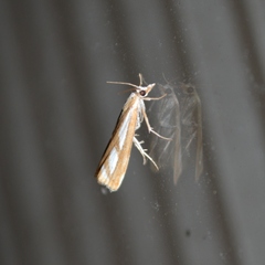 Catoptria latiradiellus