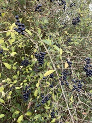 Ligustrum vulgare
