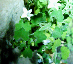 Wimmerella hederacea