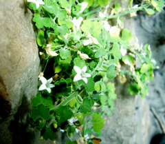 Wimmerella hederacea