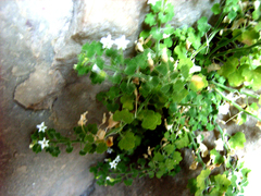 Wimmerella hederacea