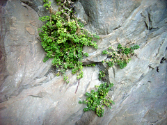 Wimmerella hederacea