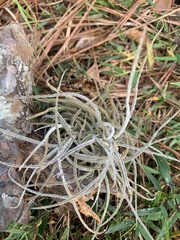 Tillandsia recurvata image