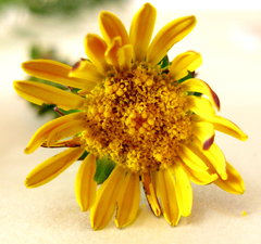 Berkheya carlinoides