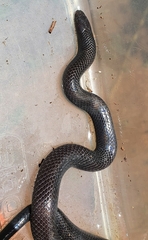 Amblyodipsas polylepis