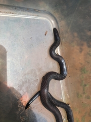Amblyodipsas polylepis