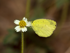 Eurema hecabe solifera