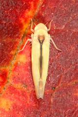 Edwardsiana commissuralis