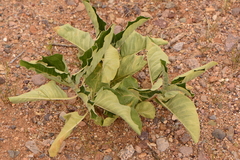 Asclepias nyctaginifolia