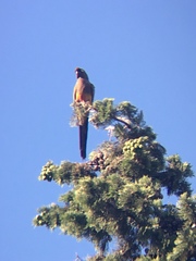 Cyanoliseus patagonus