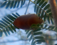 Coleotichus costatus