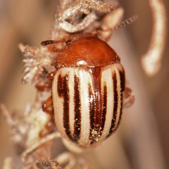 Leptinotarsa peninsularis