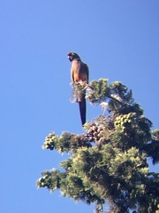 Cyanoliseus patagonus