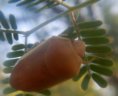 Coleotichus costatus