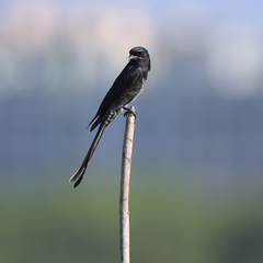 Dicrurus macrocercus