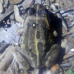 Ranoidea longipes